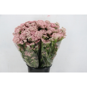 OZOTHAMUS PINK 200GR