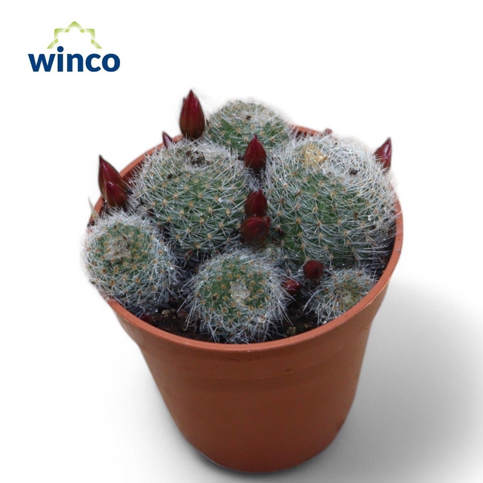 <h4>Rebutia Perplexa</h4>