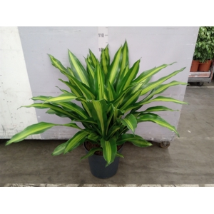 Dracaena frag. 'Burley'