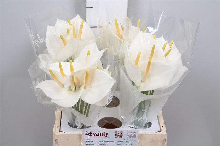 <h4>Anth A White Love 40 L4</h4>