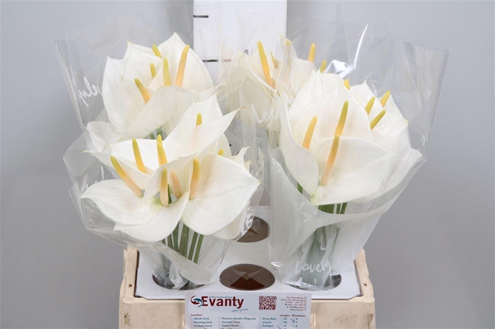 <h4>Anth A White Love 40 L4</h4>