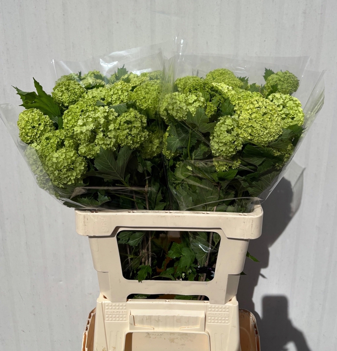 <h4>VIBURNUM ROSEUM ST</h4>