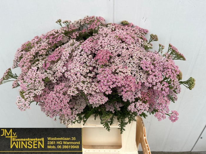 <h4>Achil Pink Lady</h4>