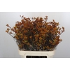 Anigozanthos Bush Sunset