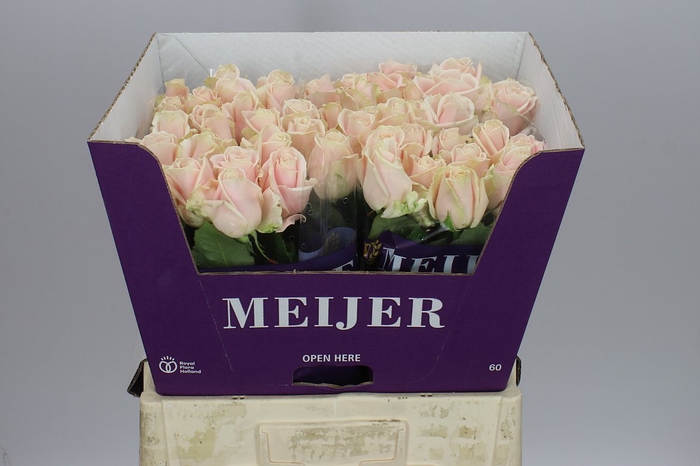 <h4>Rosa Gr Sweet Avalanche Ex</h4>