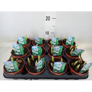 Galanthus nivalis   ...in pot