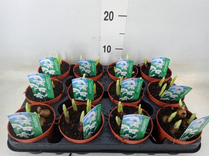 <h4>Galanthus nivalis   ...in pot</h4>