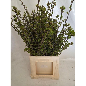 Kersenbloesem P Bunch