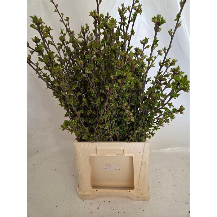 <h4>Kersenbloesem P Bunch</h4>