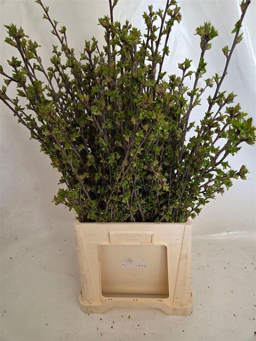 Kersenbloesem P Bunch