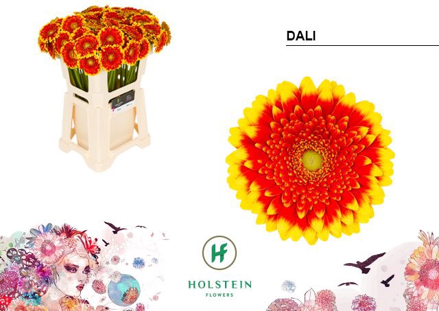 <h4>Germini Dali Water</h4>