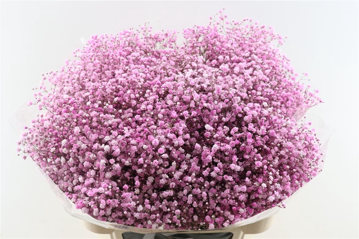 <h4>Gyps Pa. Light Pink</h4>
