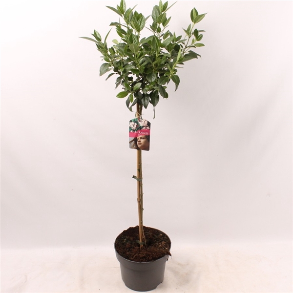 Viburnum tinus 60cm stam