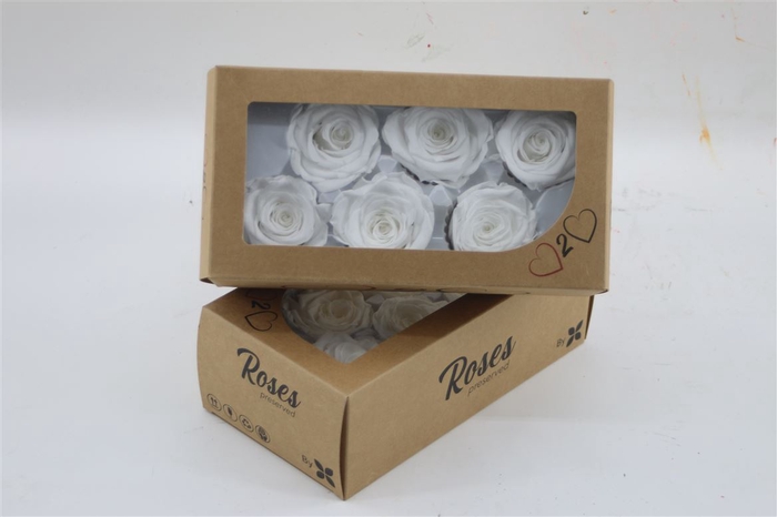 <h4>Rosa Preserved White Pure</h4>