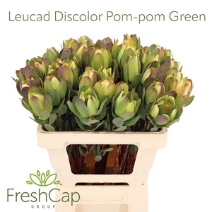 Leucad Discolor Pom-pom Green Spray