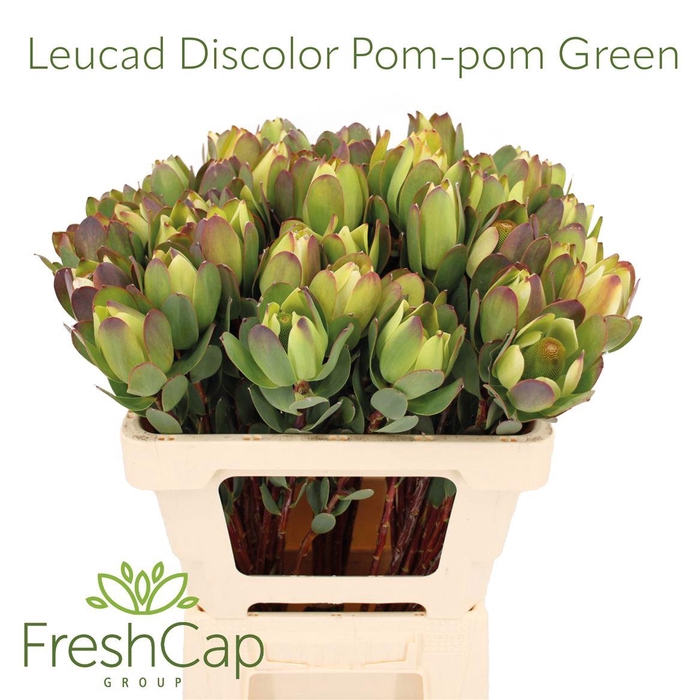 <h4>Leucad Discolor Pom-pom Green Spray</h4>