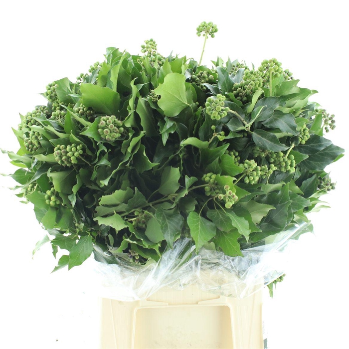 <h4>Hedera Met Bes Bs</h4>