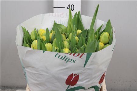 <h4>Tu Du Golden Jewel</h4>