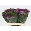 Dianthus Br Amazon Neon Purple