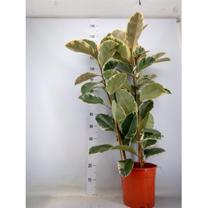 Ficus elastica 'Tineke'