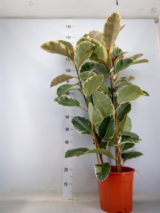 <h4>Ficus elastica 'Tineke'</h4>