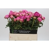 Paeonia Glory Hallelujah