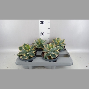 Agave potatorum