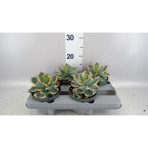 Agave potatorum