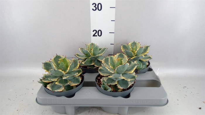 <h4>Agave potatorum</h4>