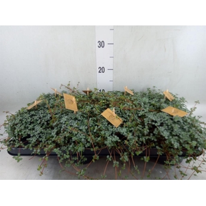 Pilea glaucophylla 'Greyzy'