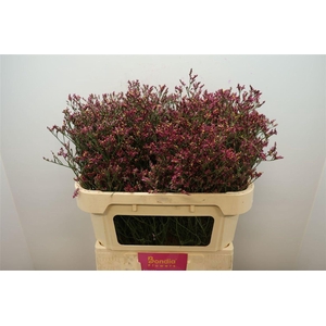 LIMONIUM SIN SCARLET DIAMOND LIM SI