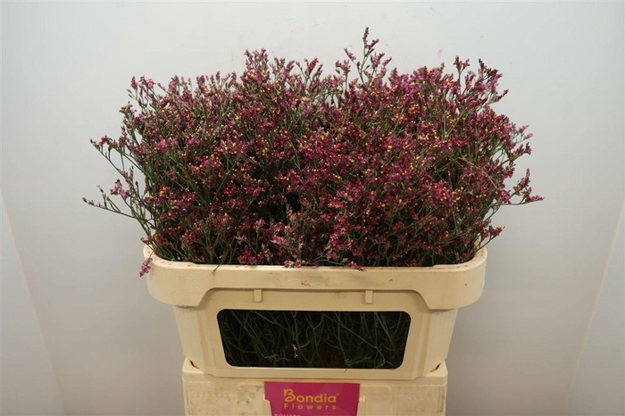<h4>LIMONIUM SIN SCARLET DIAMOND LIM SI</h4>