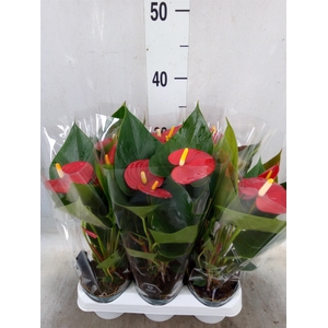 Anthurium  'Diamond Red'