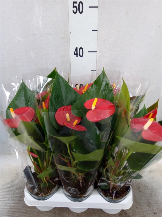 <h4>Anthurium  'Diamond Red'</h4>