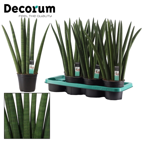 <h4>Sansevieria Cylindrica 14 cm Fan (Decorum)</h4>