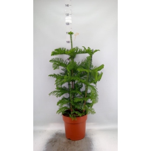 Araucaria heterophylla