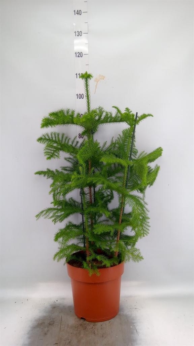 <h4>Araucaria heterophylla</h4>