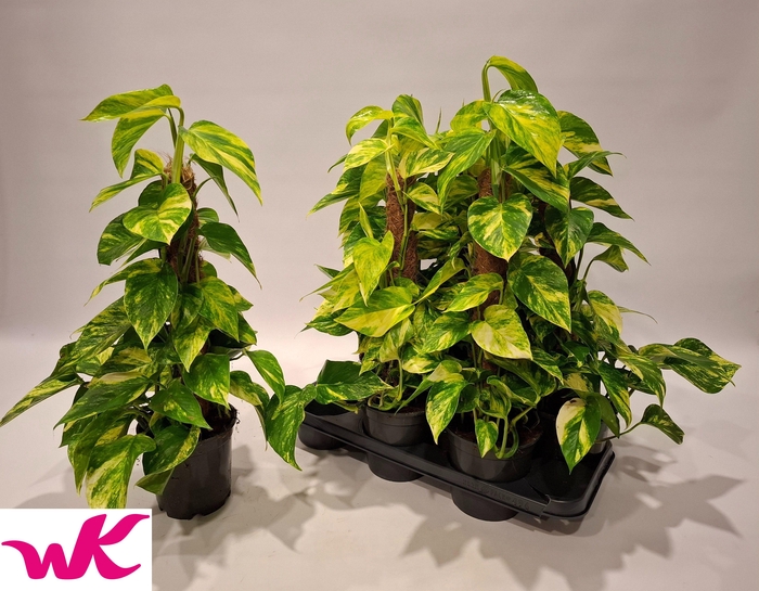 <h4>EPIPR MOSSTOK</h4>