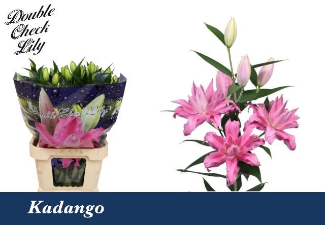 <h4>LI OR DU KADANGO</h4>