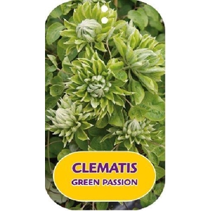 Clematis 'Green Passion' 90cm Stick RPc2