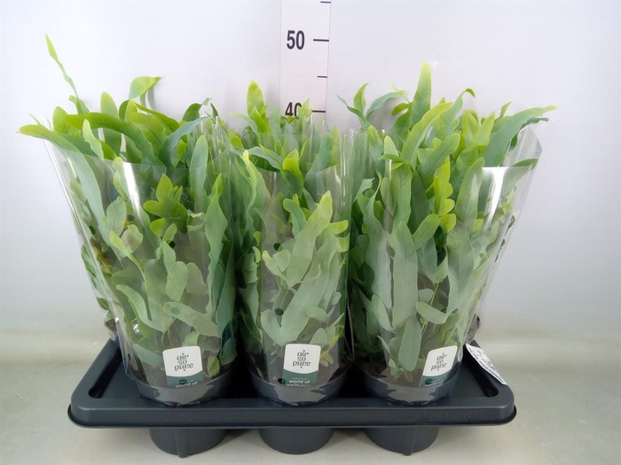 <h4>Phlebodium aureum 'Blue Star'</h4>