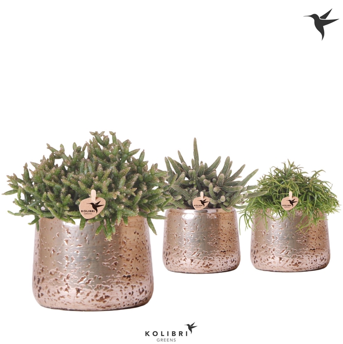 <h4>Kolibri Greens Rhipsalis mix in Luxury pot silver</h4>