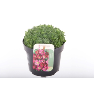 Saxifraga Pixi Pan Red