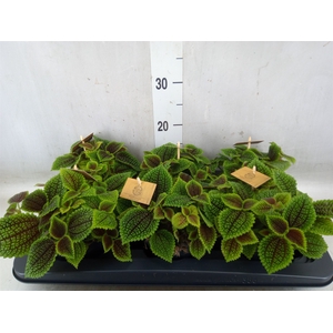 Pilea alumi