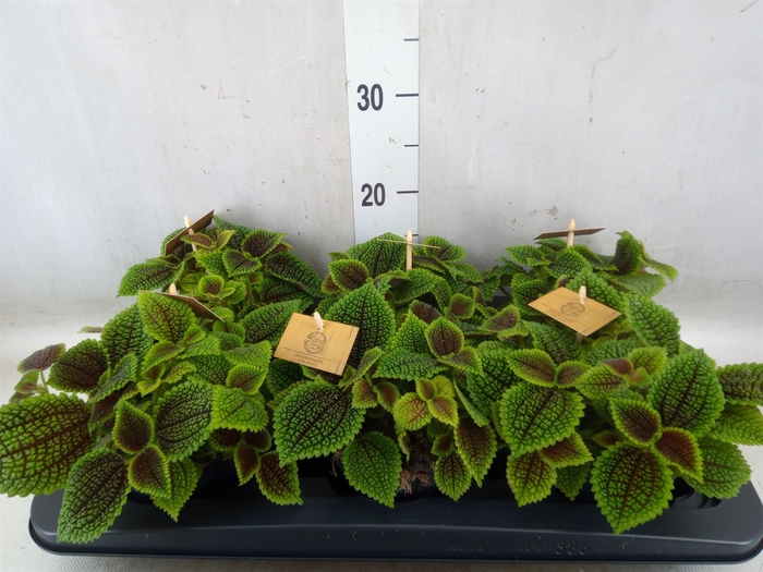 <h4>Pilea alumi</h4>