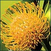 Leucospermum Soleil