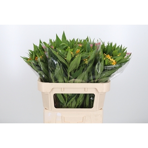 Asclepias Inc. Overig