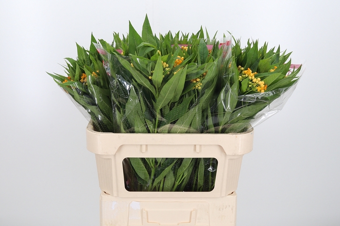 <h4>Asclepias Inc. Overig</h4>