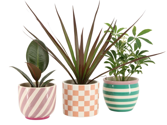 <h4>Arr.   Planten L%</h4>
