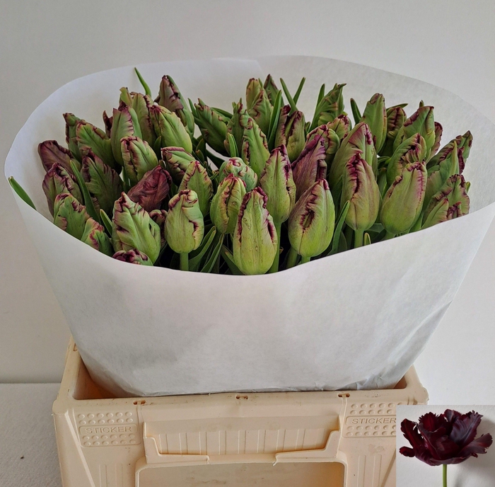 <h4>TU PA BLACK PARROT</h4>